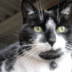 Photo de chat